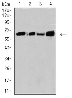 Canine Parvovirus Antibody (2G10A3) - BSA Free, Novus Biologicals 0.025